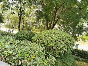 绿意盎然的园林景观