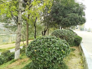 路边绿意盎然的绿植景观