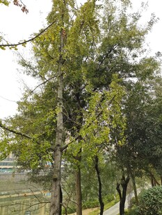 路边绿树成荫的景致