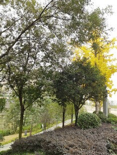 林间树木景观绿意盎然