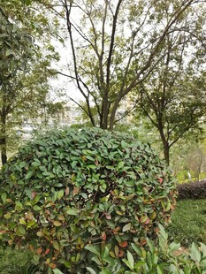 绿意盎然的园林灌木景观