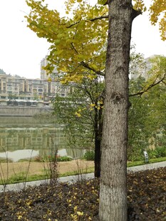 秋日公园的树木与建筑景观