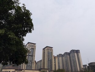 城市高楼与绿树景观