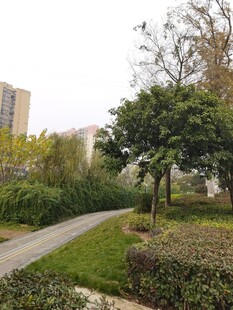 城市中的静谧绿化小径