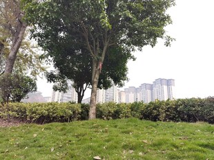 城市公园绿意景致