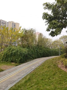 城市中的静谧林荫小道