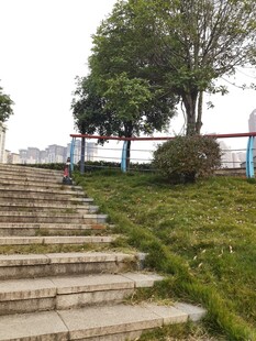 户外石阶旁的绿植景致