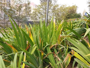 翠绿萱草植物景观