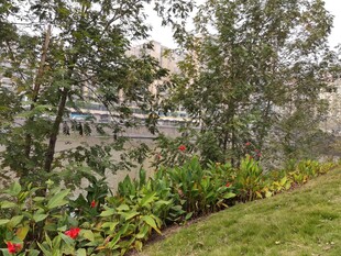 城市中的绿植景观