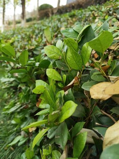 翠绿繁茂的植物景观