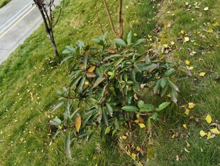 草地上的绿植与散落果实