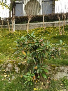 庭院绿植景观一角