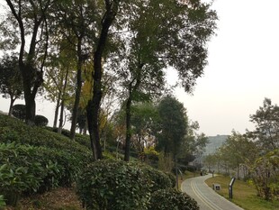 山间茶园小路风景