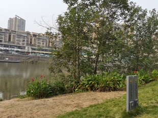 河畔绿植与城市建筑景观