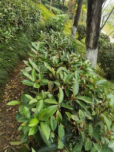 绿意盎然的植物景观