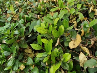 绿叶丛中现枯黄叶片