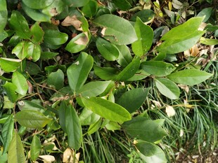 绿叶繁茂的植物景观