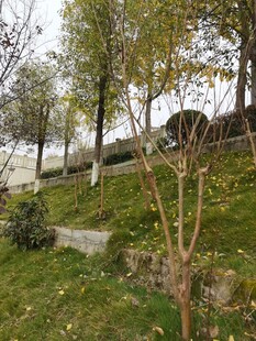 秋日公园小径绿植景致