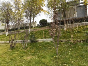 校园山坡绿植景观