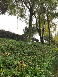 绿意盎然的园林景观