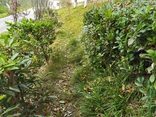 绿意盎然的灌木丛小径