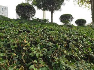 绿意盎然的整齐绿植景观