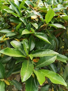 绿叶繁茂的植物景观