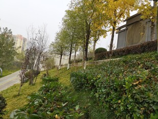 秋日公园绿植与树木景致