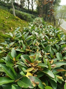 绿叶繁茂的植物景观