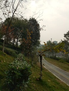 乡村林间小道风景