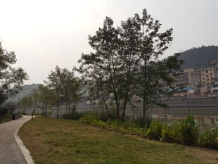 城郊小路旁的绿植与树木