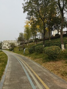 蜿蜒公路旁绿植环绕