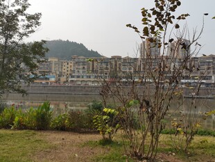 河畔绿植与远处建筑景观