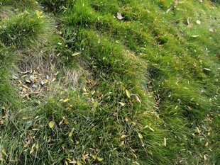 翠绿草地生机盎然