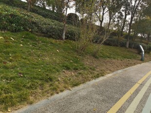 郊外公路旁的绿意风景