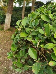 绿叶繁茂的灌木丛