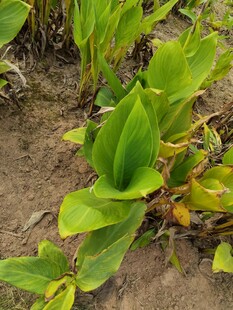 翠绿海芋植物特写