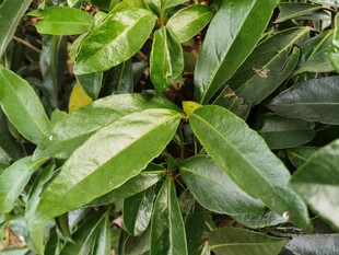 翠绿繁茂的叶片特写