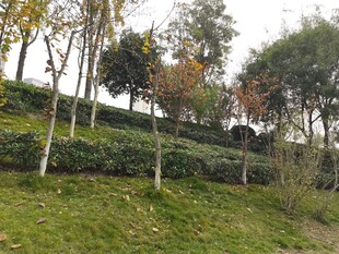 山坡错落绿植景观