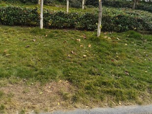 路边绿意盎然的草地与树木