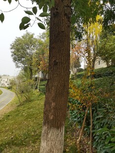 林间小道旁的树木与绿植