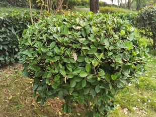 球形绿植灌木特写