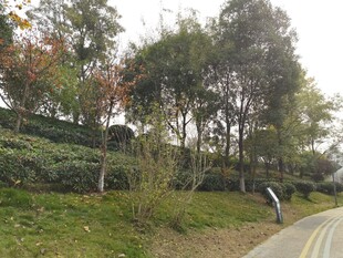 路边绿意盎然的树木景观