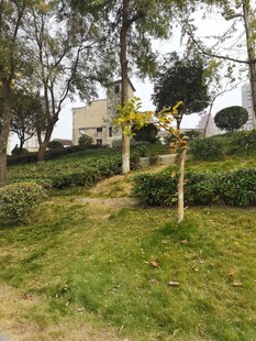 绿意盎然的园林景观