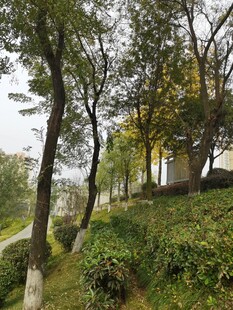 林间绿意盎然的自然景致