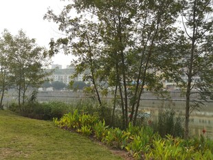 户外葱郁树木与草地景观