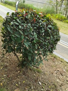 路边的绿植灌木