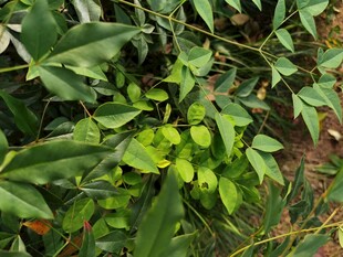 翠绿繁茂的植物景观