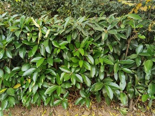 翠绿繁茂的灌木植物