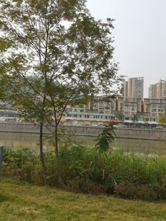 河畔绿植与远处城市景观